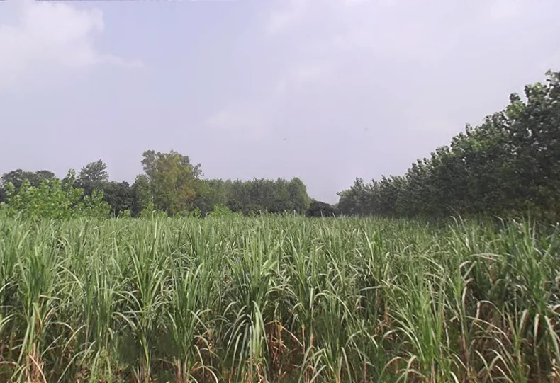 Alampur, Uttar Pradesh 247121, India preview 3