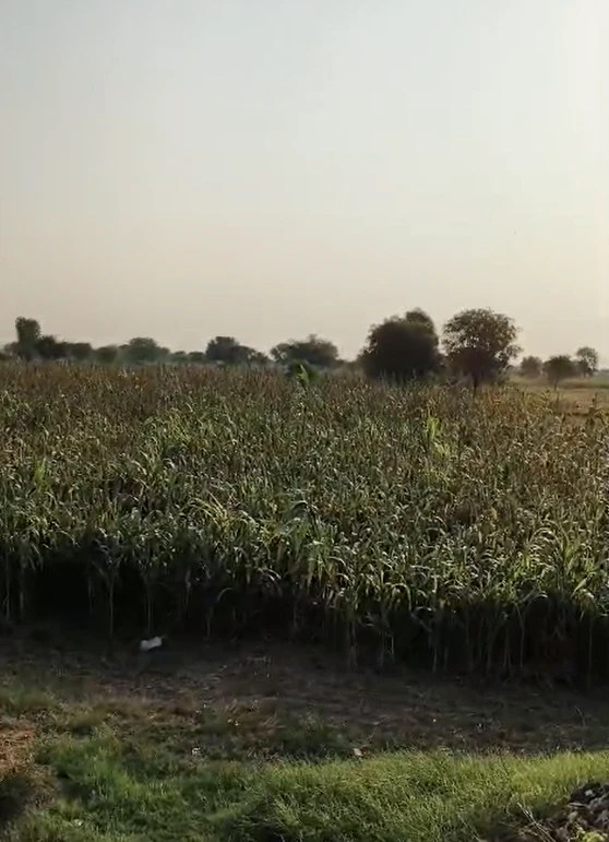5R8W+FJ5, Jaipur, RJ SH 8B, Malera, Rajasthan 303806, India