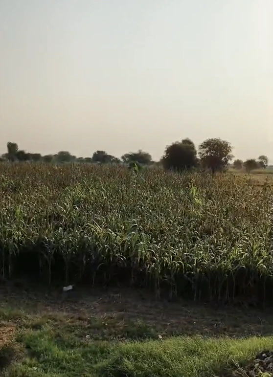 5R8W+FJ5, Jaipur, RJ SH 8B, Malera, Rajasthan 303806, India - Photo 3