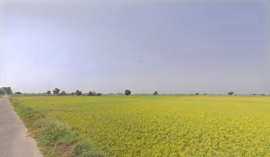 Jodhka, Haryana 125058, India