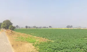 2VCW+RF Chandi Musta, Uttar Pradesh, India preview 2