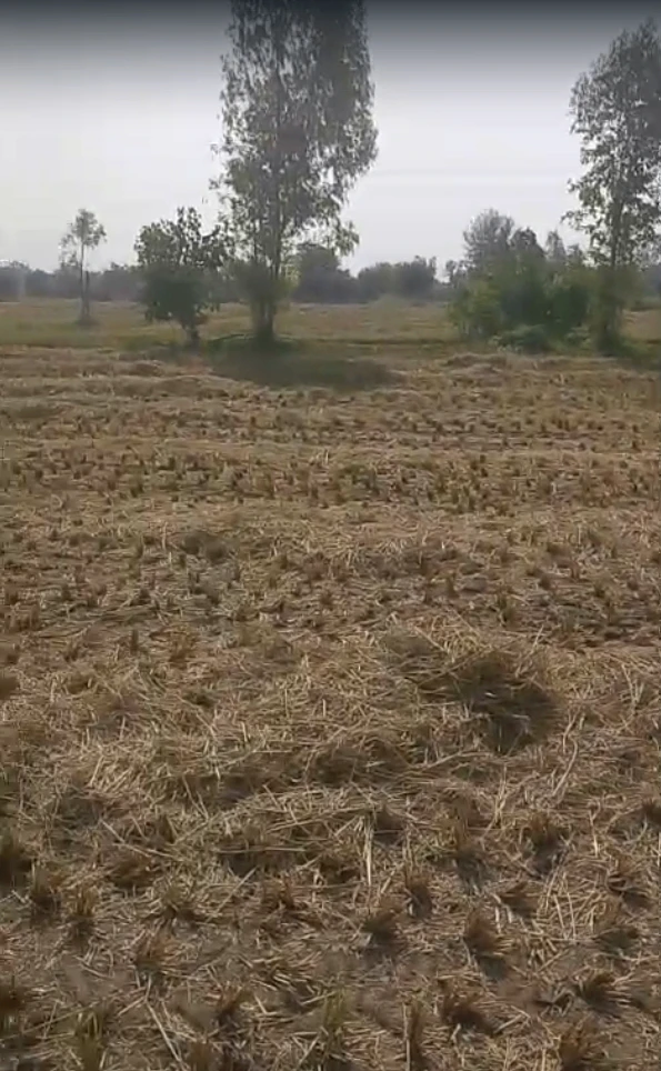 JPXQ+FWM, Kheda, Siholdi, Gujarat, India