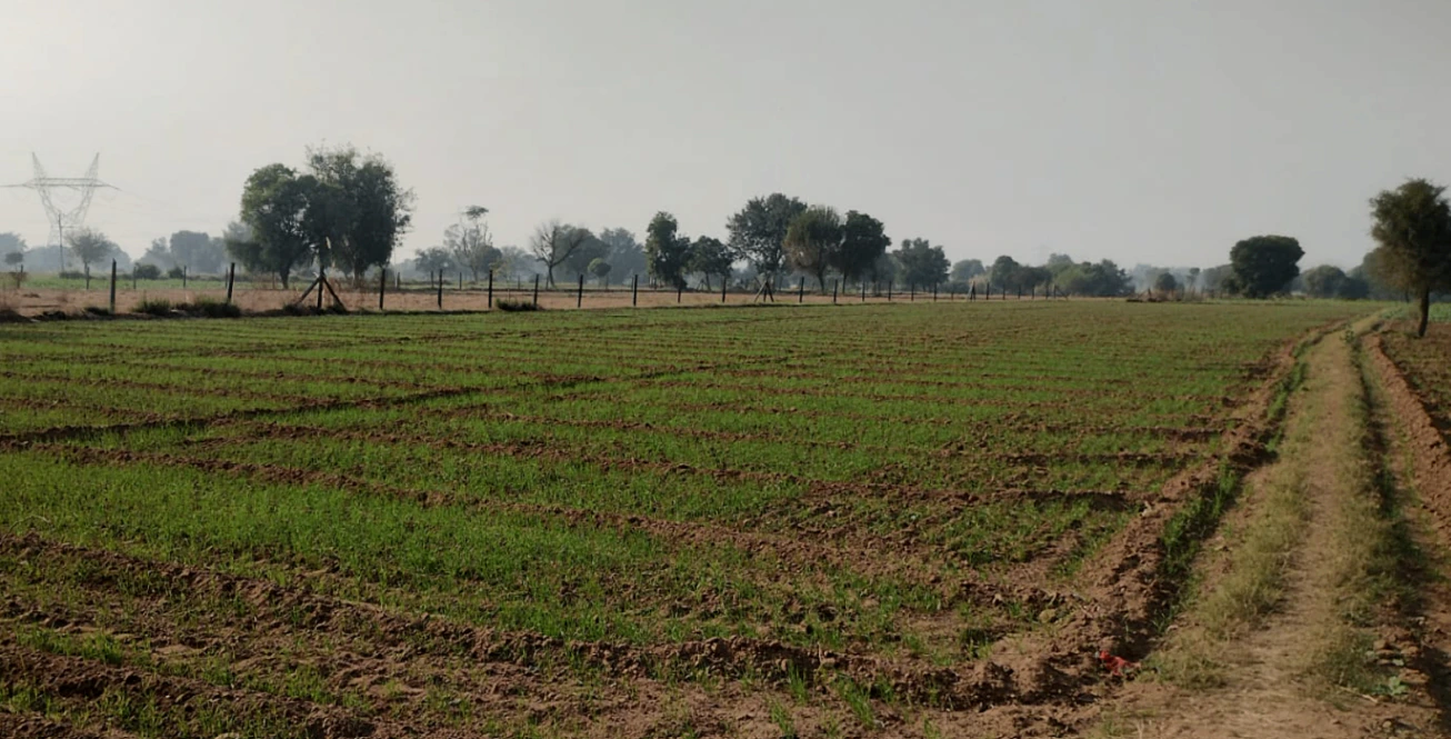 Rajpura, Punjab, India