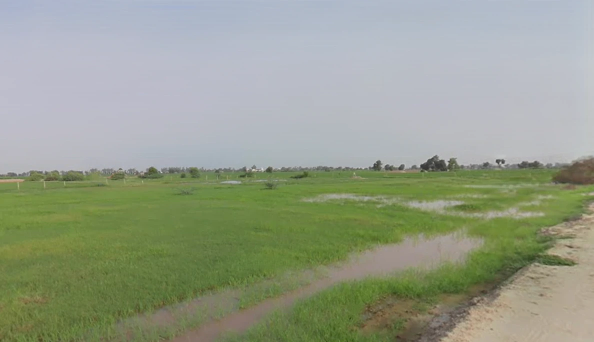 Kanganpur, Sirsa, Haryana 125055, India