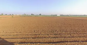 Mota Timbla, Gujarat, India preview 3