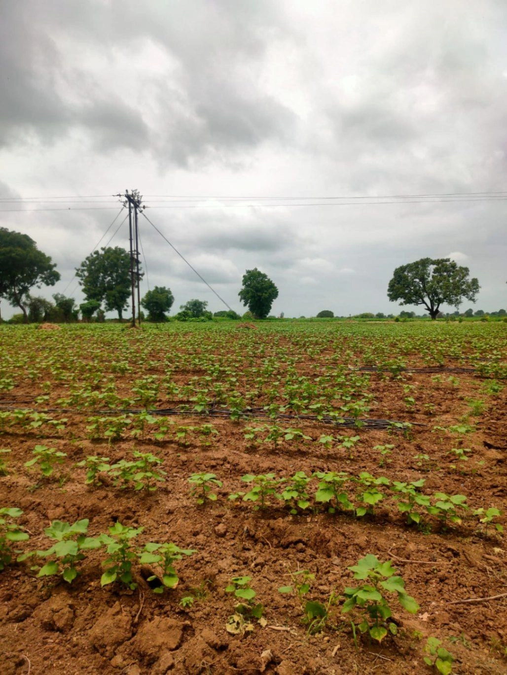 J7P4+CQ4, Akola District, Borgaon, Maharashtra 444102, India