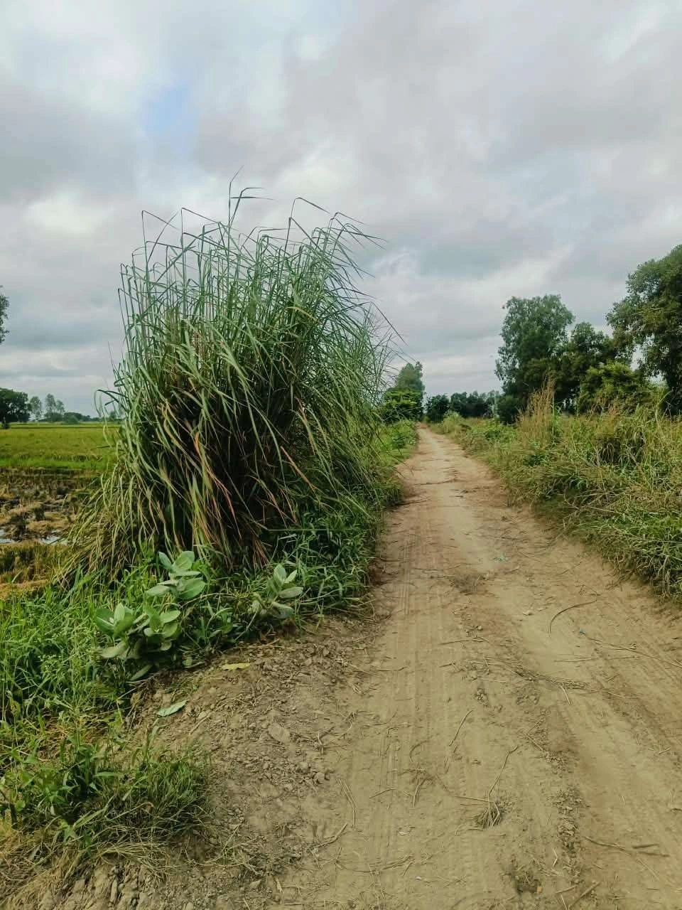 Malhu, Mathura, Uttar Pradesh 281123, India