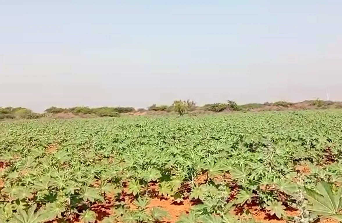 Koriyani, Kachchh, Gujarat 370601, India - Photo 2