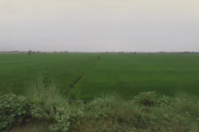 Dhampur Kando, Uttar Pradesh 244410, India preview 2