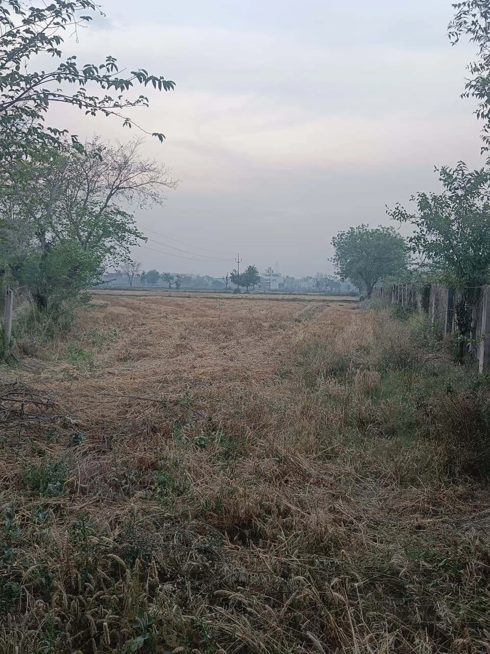 Barhana, Uttar Pradesh, India