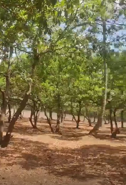 3VC2+5QQ, Aligarh, Chandaus, Uttar Pradesh 202132, India