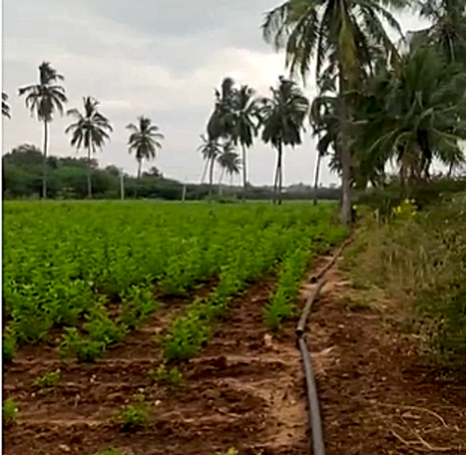 4G33+WW Thurakalapatnam, Andhra Pradesh, India