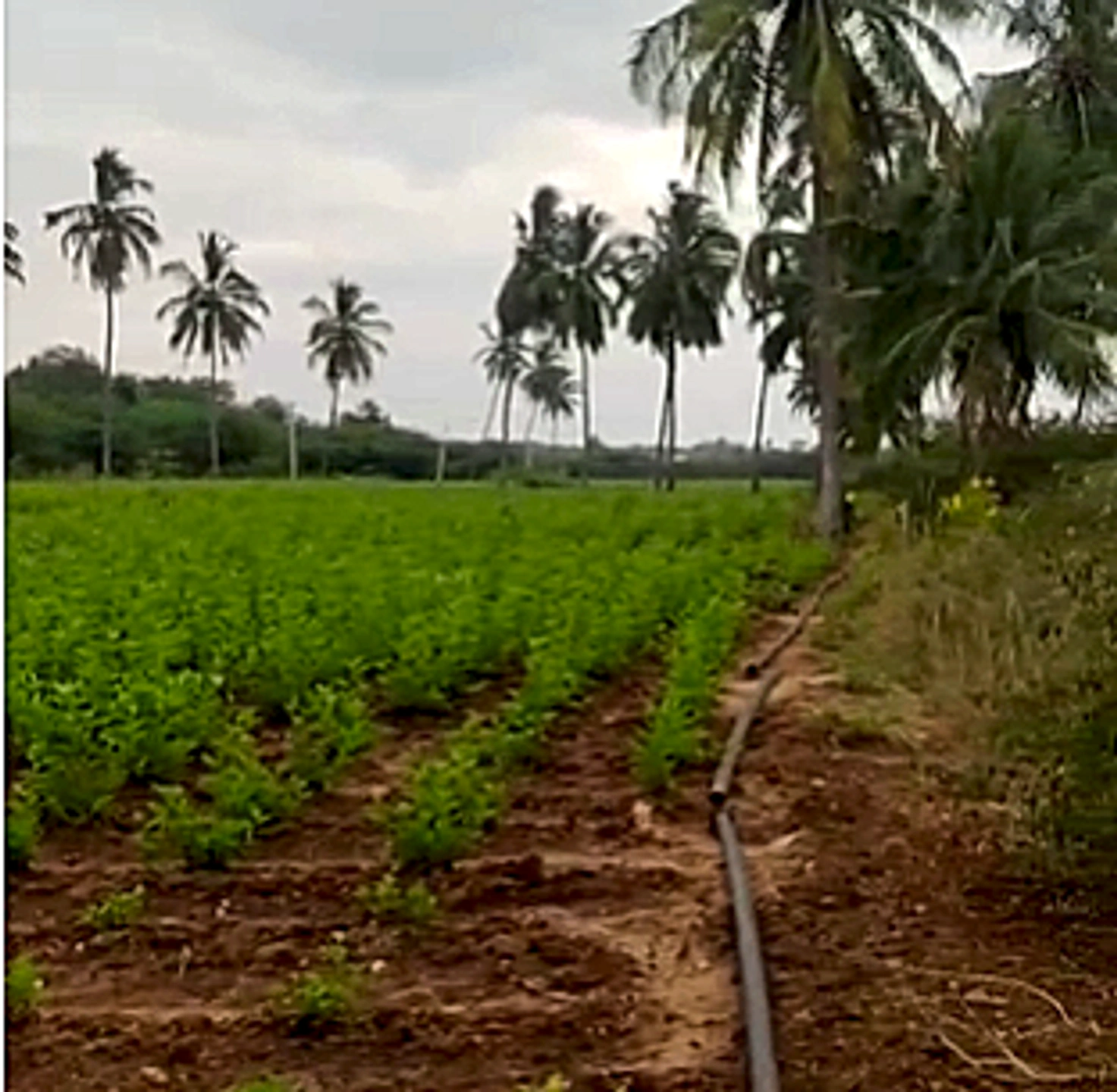 4G33+WW Thurakalapatnam, Andhra Pradesh, India