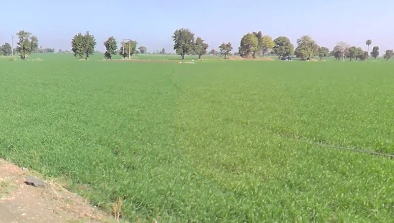 Kamlapur, Madhya Pradesh 455227, India preview 2