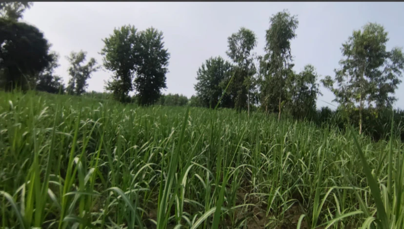 6HXG+54F, Saharanpur, Raipur, Uttar Pradesh 247121, India
