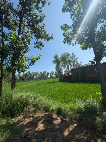 W85G+84F, Saharanpur, Malakpur, Uttar Pradesh 247342, India