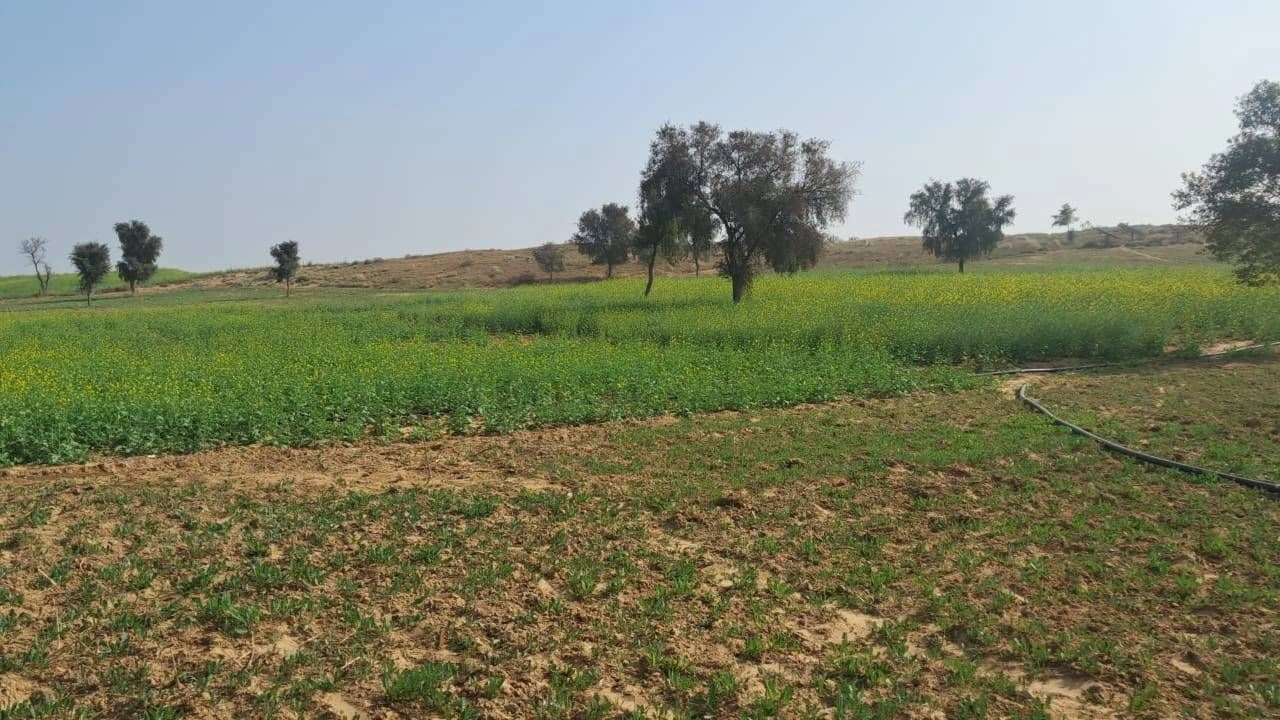 V79V+GJQ, Bikaner, 5 Gm, Rajasthan, India