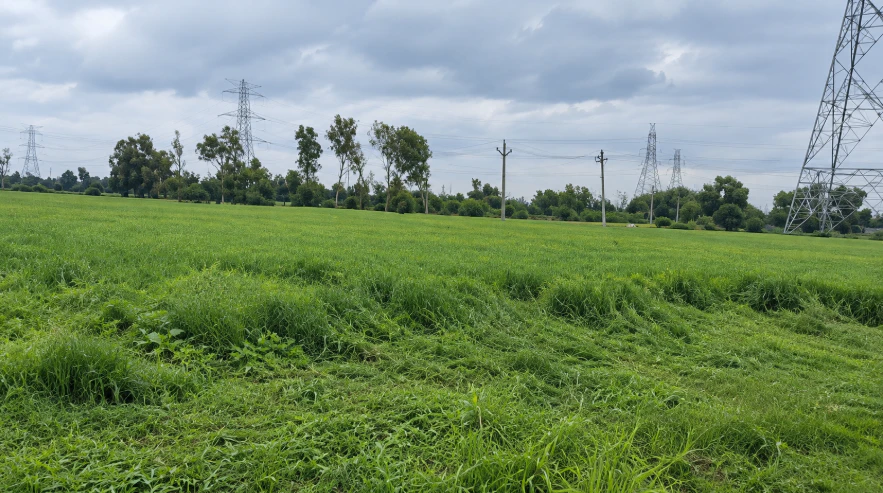 M966+FPC, Amroha, Ujhari, Uttar Pradesh 244242, India