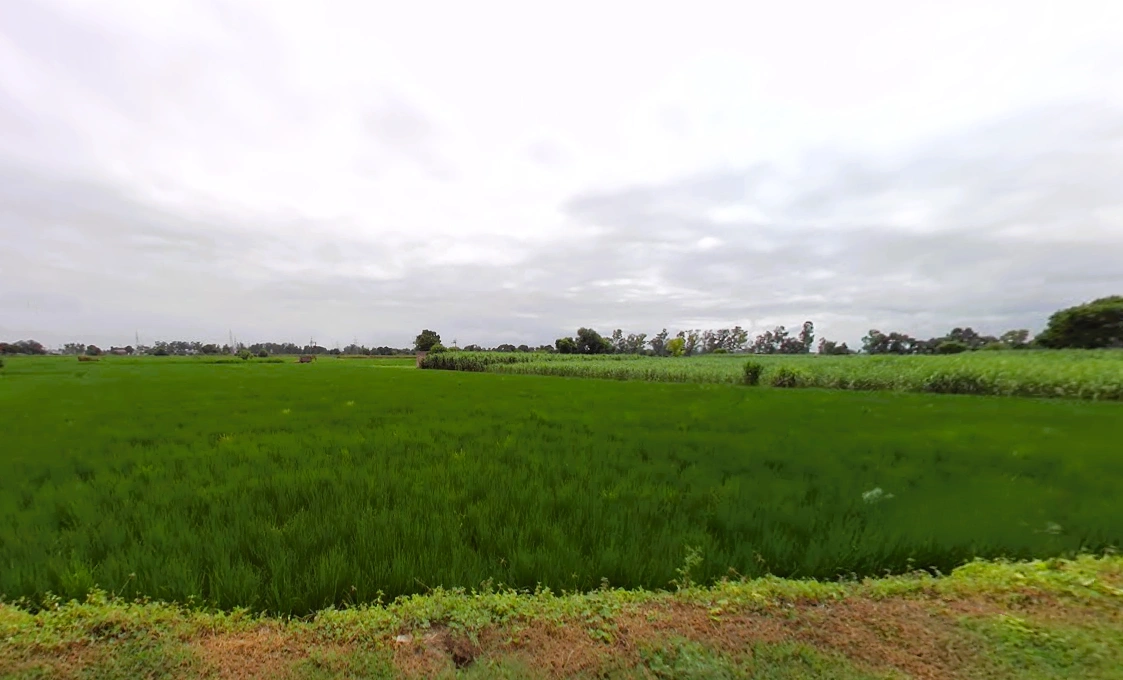 Patti Kalyana, Haryana 132102, India