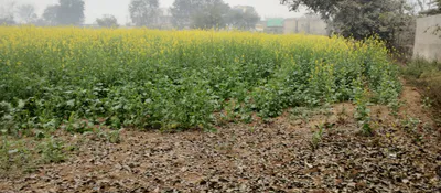 Khanpur, Punjab 141206, India preview 2
