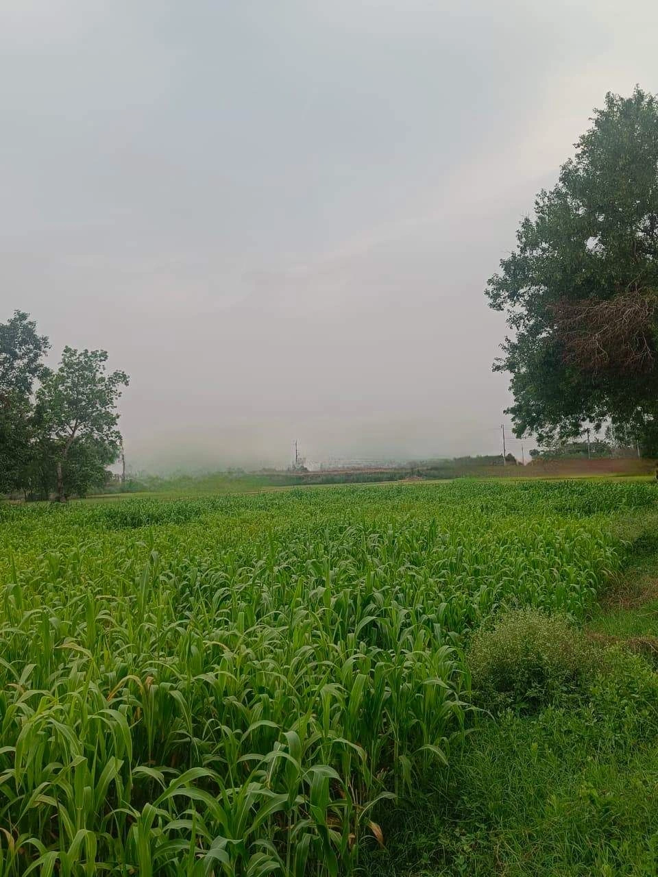 Baraka, Palwal, Uttar Pradesh, India