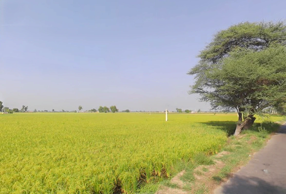 Haripura, Haryana 125075, India