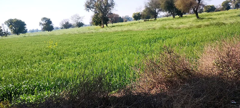 Imlali, Rajasthan, India preview 2