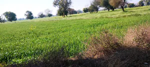 Imlali, Rajasthan, India preview 2