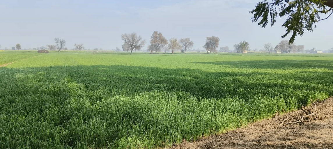 Hisar, Haryana, India