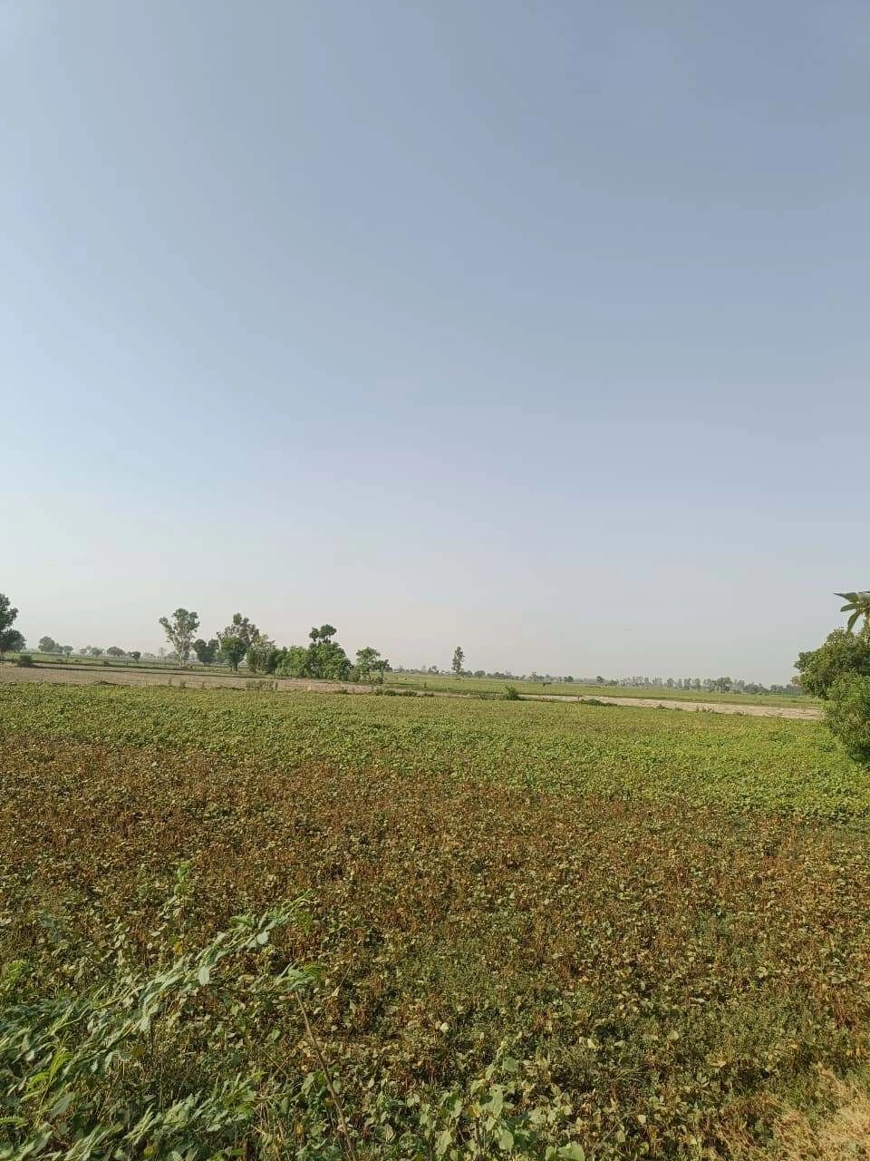 Gauhari, Uttar Pradesh 281401, India
