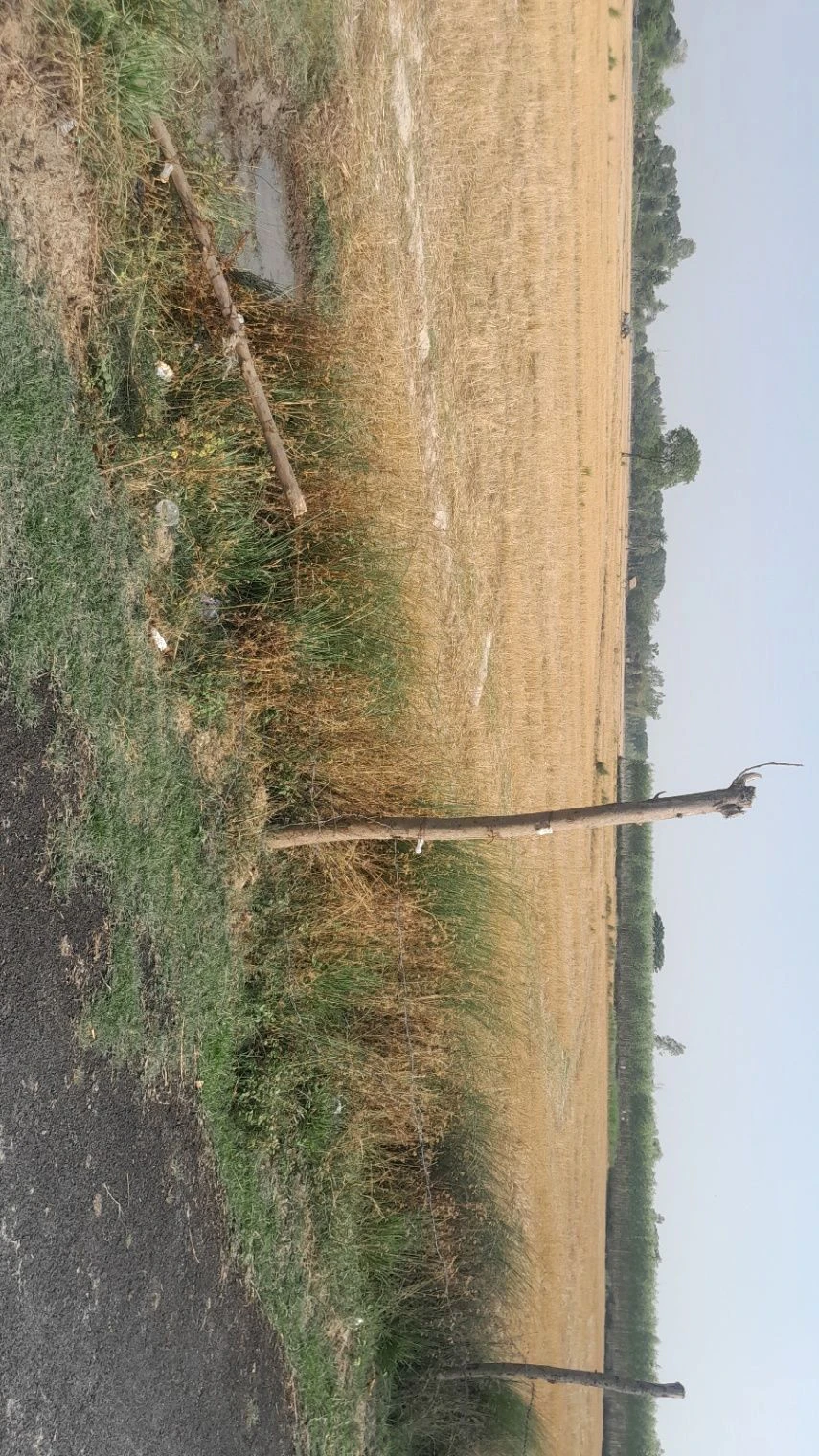 P595+VJ Khanpur Masodha, Uttar Pradesh, India