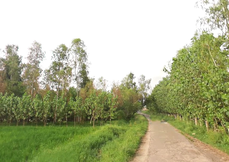 Mirzapur Pole, Uttar Pradesh 247121, India