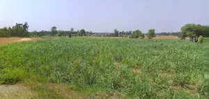 Bijnor, Uttar Pradesh 246701, India preview 2