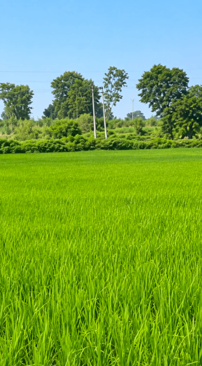Sultanpur, Shahjahanpur, Gurugram, Haryana, India