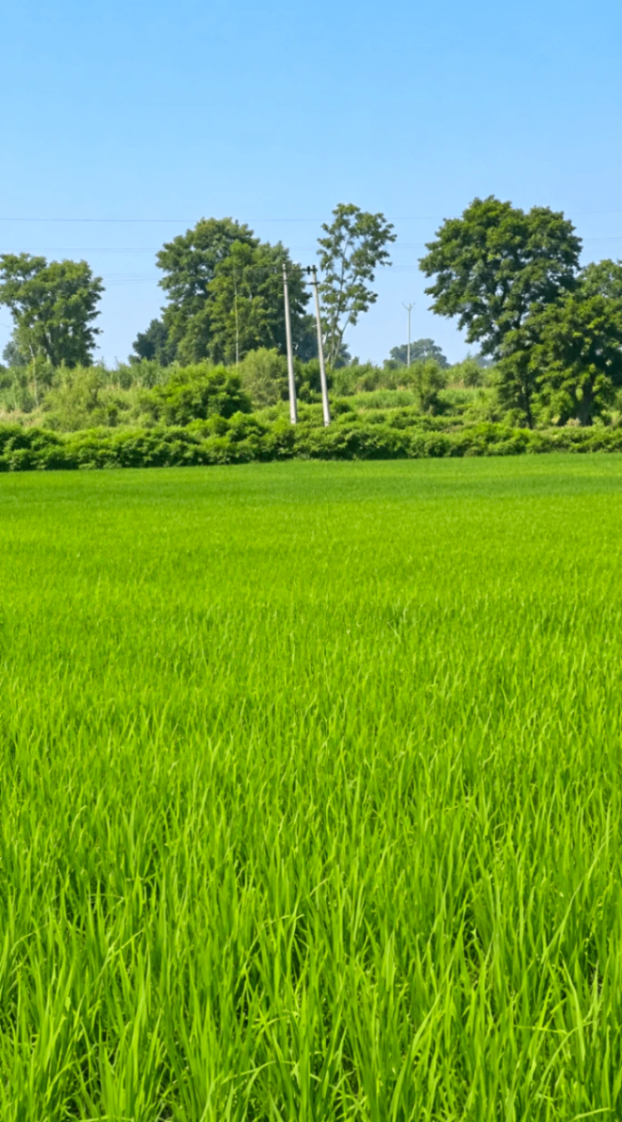 Sultanpur, Shahjahanpur, Gurugram, Haryana, India - Photo 3