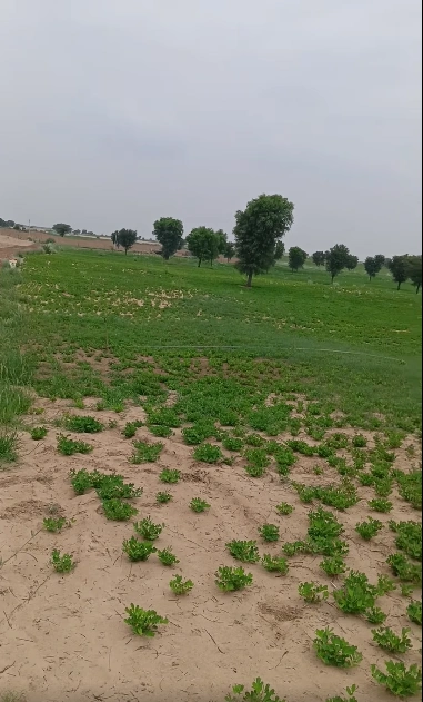 PPCW+C2 Nagla Birbala, Mathura, Uttar Pradesh, India