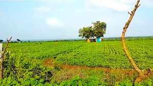 Khajuri, Madhya Pradesh, India preview 3