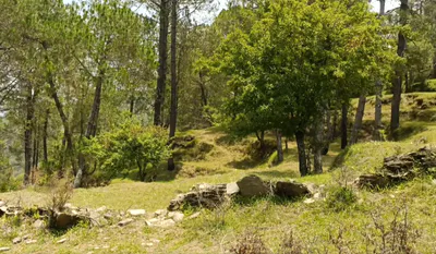 Harrawala, Dehradun, Uttarakhand, India preview 2