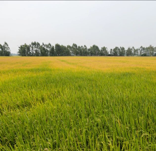 Sirsi, Uttar Pradesh 244301, India