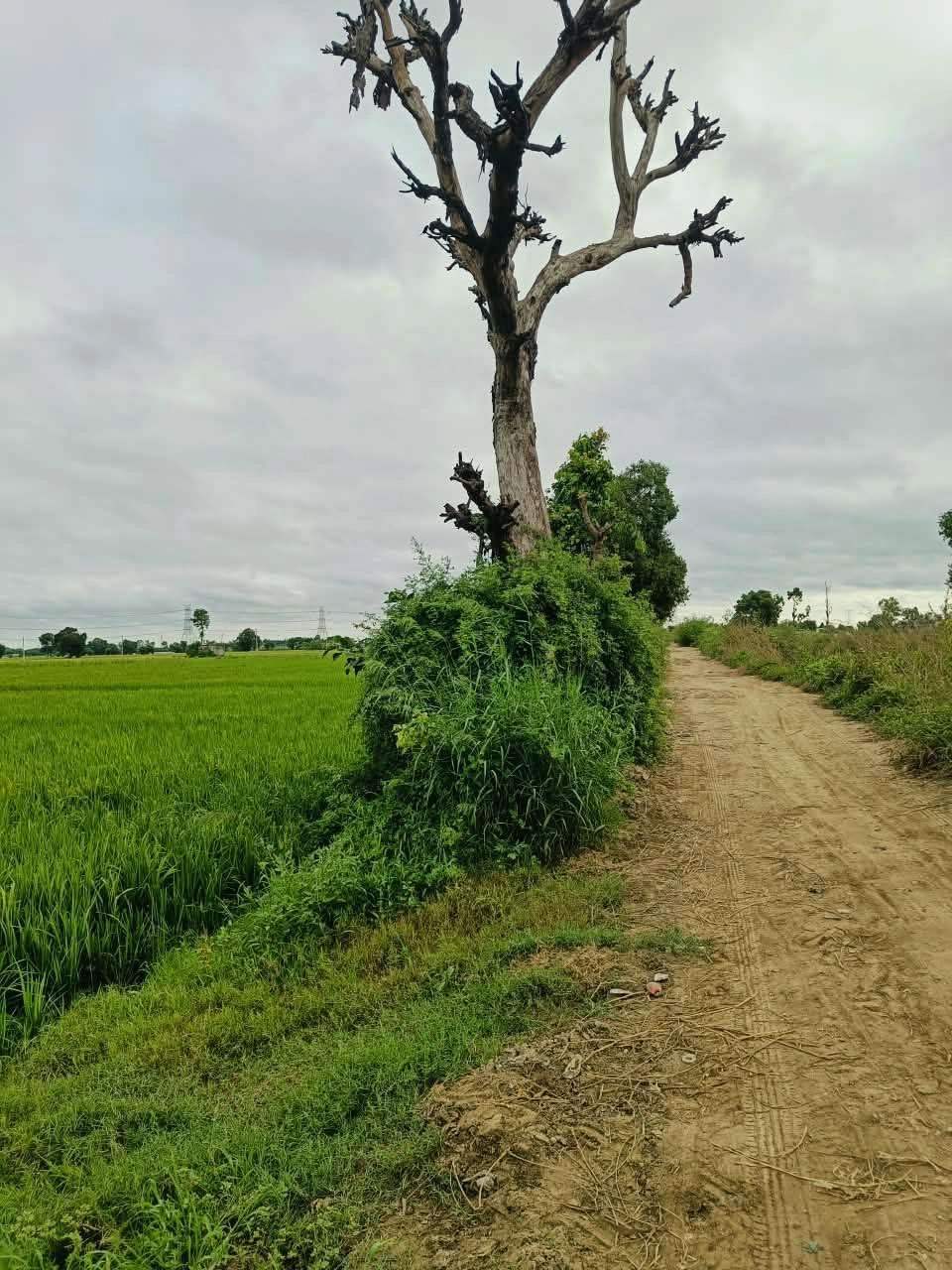 Bheema, Mathura, Uttar Pradesh 281204, India - Photo 3