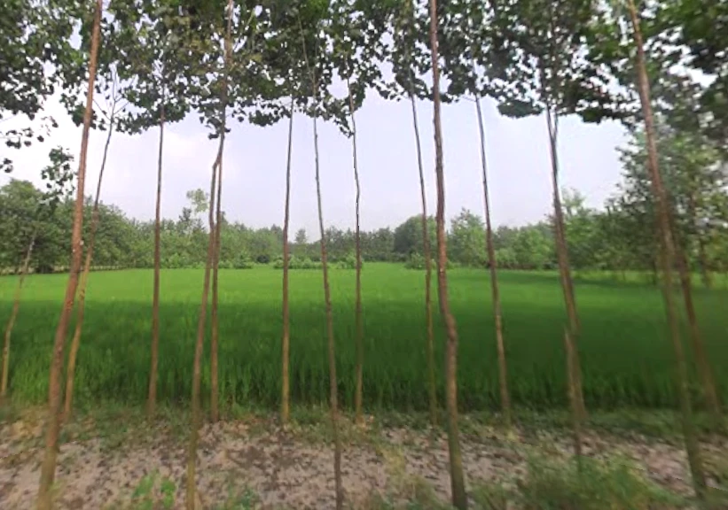 Chamari Khera, Uttar Pradesh 247662, India