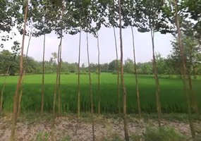 Chamari Khera, Uttar Pradesh 247662, India preview 3