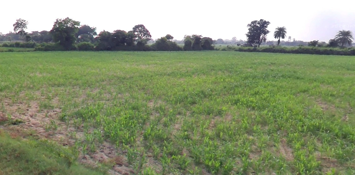 Lasnapur, Maharashtra 444904, India