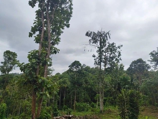 Q623+W9 Irulam, Kerala, India