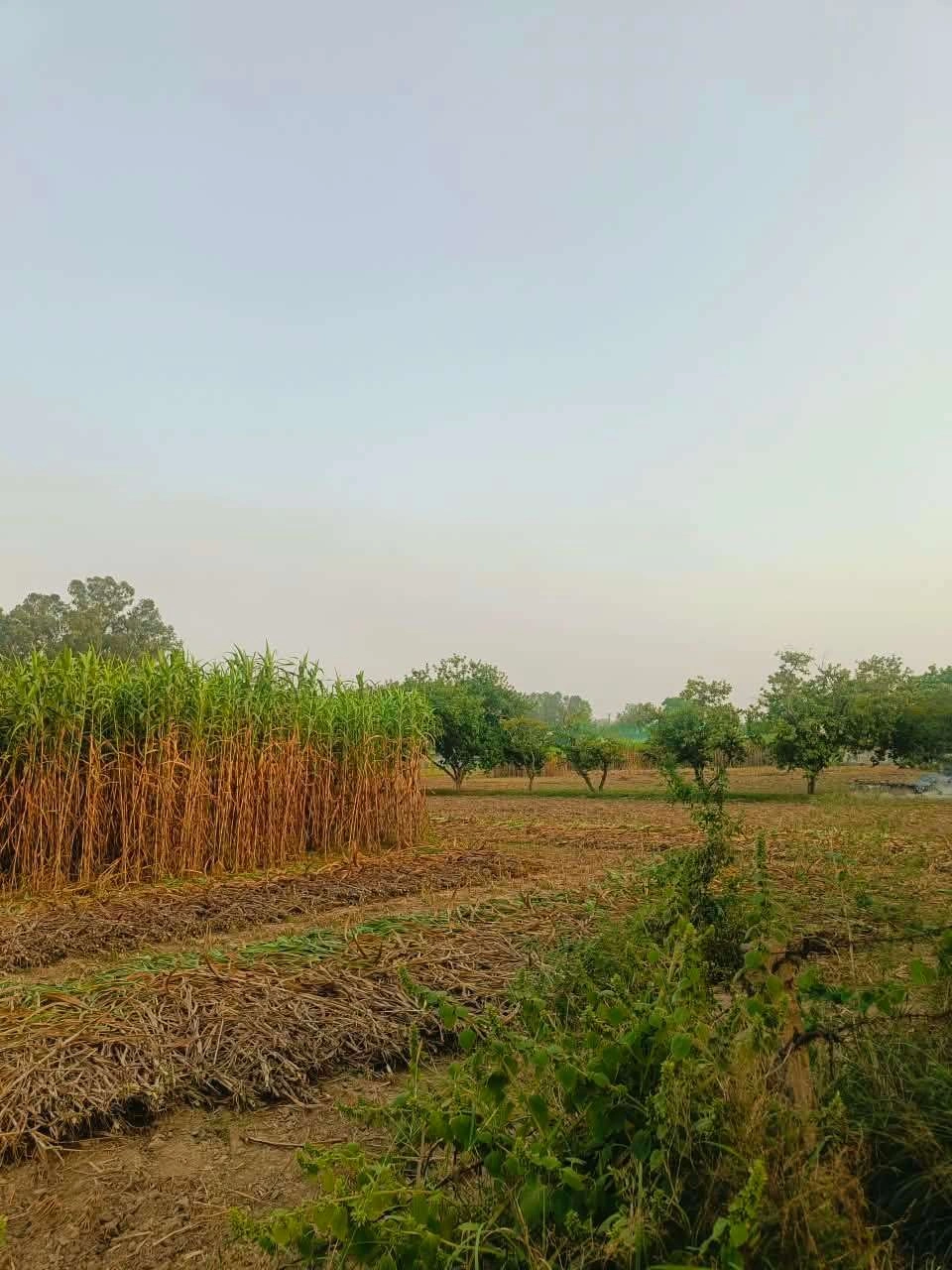 Bera, Mathura, Uttar Pradesh 281205, India