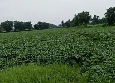 Berchha, Shajapur, Madhya Pradesh 465110, India preview 2