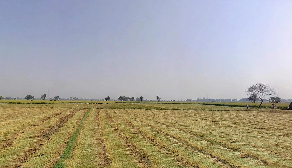 Tappal, Uttar Pradesh 202165, India