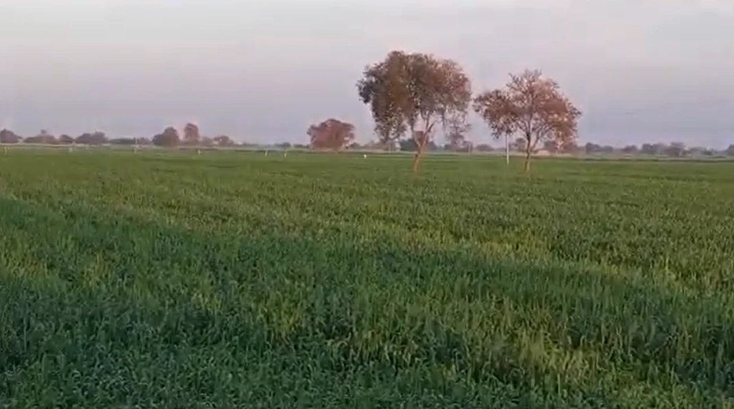 56XW+39 Dhatir, Palwal, Haryana, India