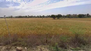 Rewa, Madhya Pradesh, India preview 3