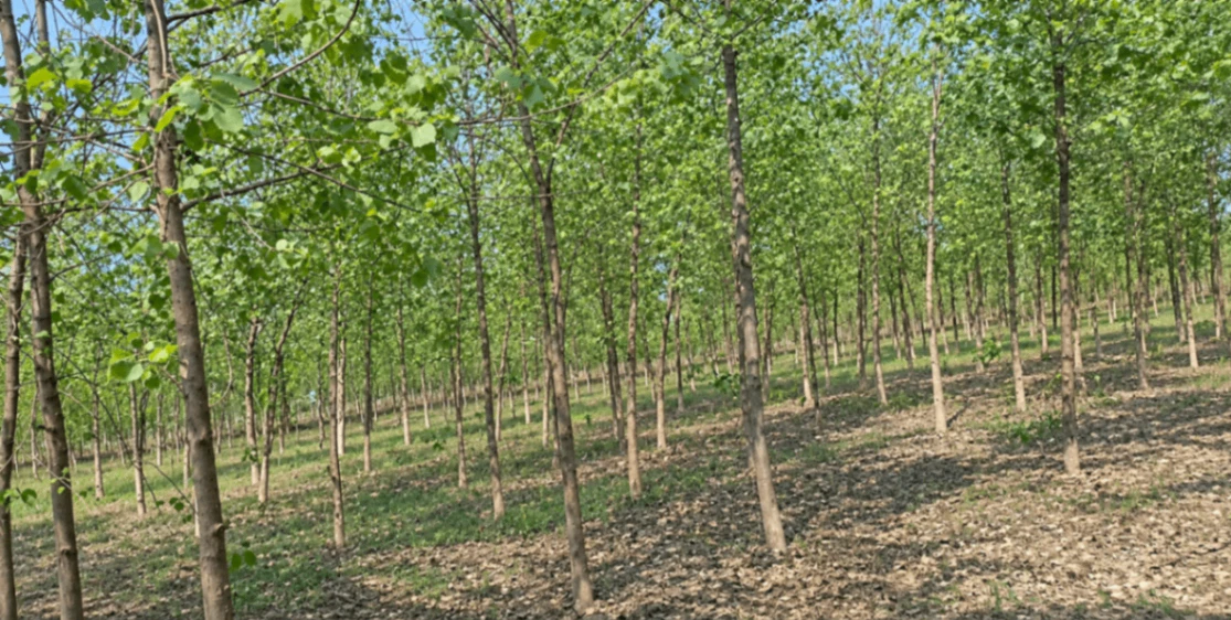PXC4+M7W, Moradabad, Bhaiya Nagla, Uttar Pradesh 244901, India